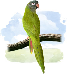 blue crowned conure