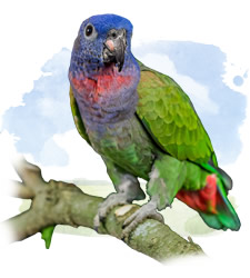 blue headed parrot