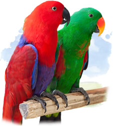 eclectus roratus parrot