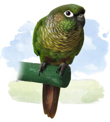 maroon bellied conure