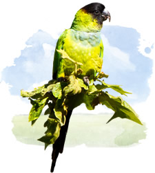 nanday conure