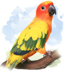 sun conure