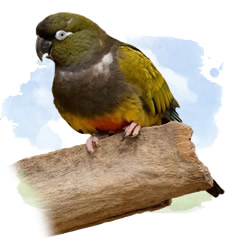 patagonian conure