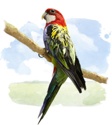 rosellas