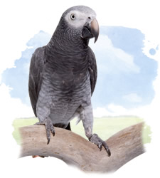 timneh african grey