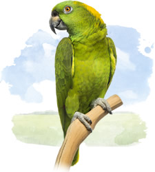 yellow naped amazon