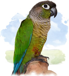 green cheeked conure