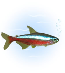 neon tetra