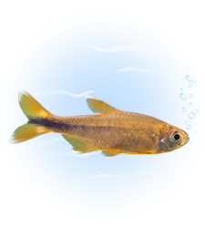 silver tip tetra