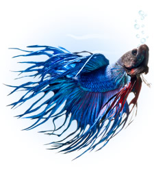 crowntail betta