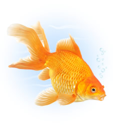 fantail goldfish