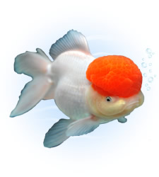 oranda goldfish