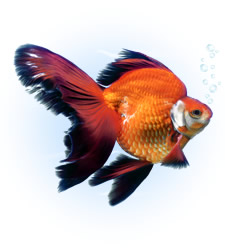 ryukin goldfish