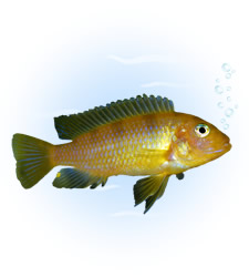 kenyi african cichlid