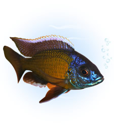 red fin kadango cichlid