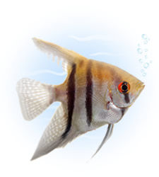 angelfish