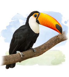 toucans