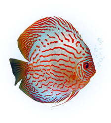 discus