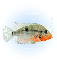 firemouth cichlid