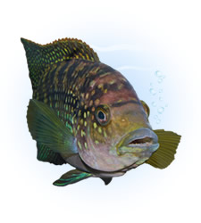 jack dempsey cichlid