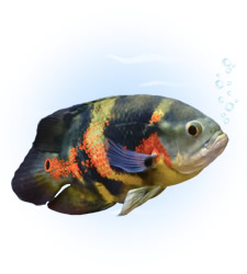 oscar cichlid