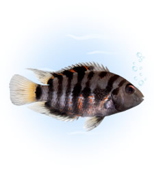 zebra cichlid