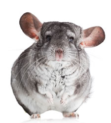 chinchilla