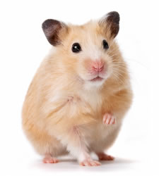 hamster