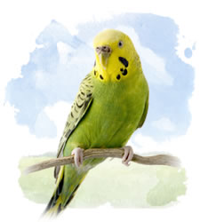 budgies