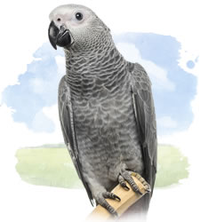 congo african grey