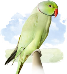 african ringneck