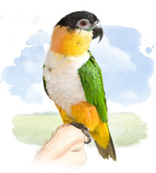 caiques - black-headed parrot 