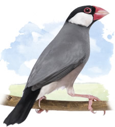 java sparrow