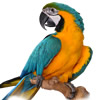 blue and yellow macaw