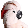 moluccan cockatoo