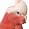 rose breasted cockatoo