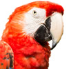 scarlet macaw