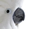 umbrella cockatoo