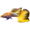 yellow guppy