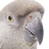 african parrots - senegal's  parrot