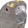 african parrots - meyer's parrot