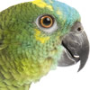 blue fronted amazon