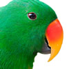 eclectus roratus parrot