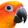 sun conure