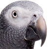 timneh african grey
