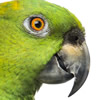 yellow naped amazon