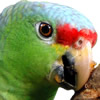 red lored amazon 
