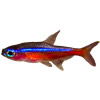 cardinal tetra