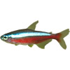 neon tetra