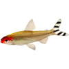 rummy-nose tetra